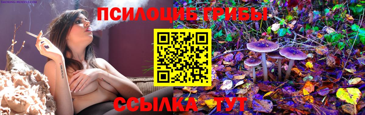 Псилоцибиновые грибы Cubensis Вязьма